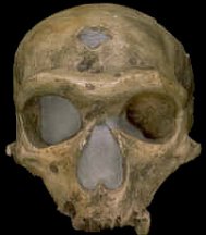 Old Man of La Chapelle-aux-Saints skull