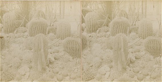 Mexican Cactus ~ Interior Horticulture Building